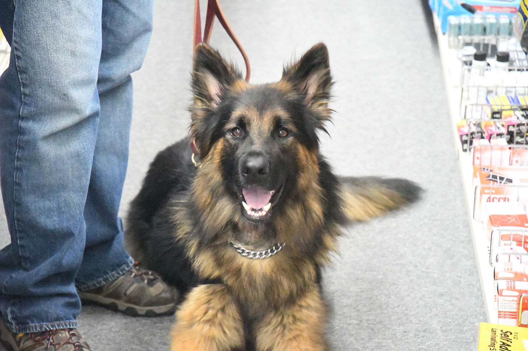 Roger the service dog